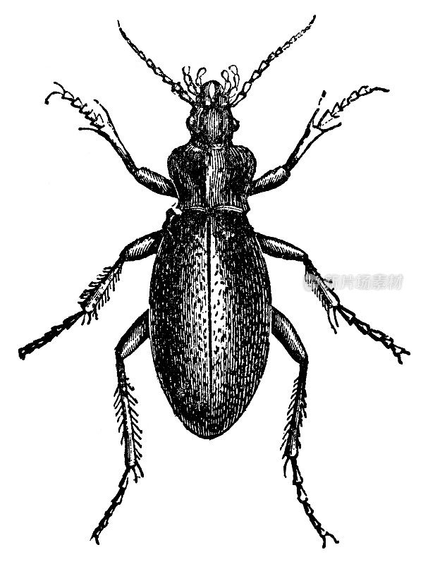 革甲虫昆虫(Carabus Coriaceus) - 19世纪